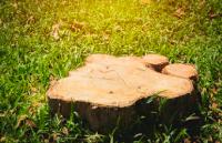 Uproot Tree Removal Services Brampton image 3